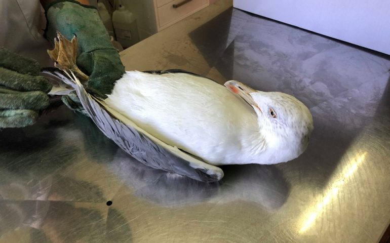 Cea, gabbiano ferito soccorso dalle guardie Anpana. Ora si trova al Centro Recupero Fauna Selvatica