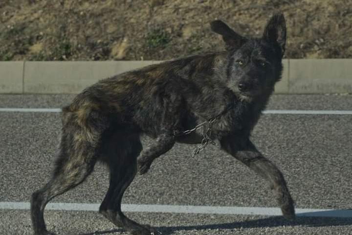 Foto denuncia: due cani che vagano sulla Nuoro-Lanusei con la zampa legata al collare