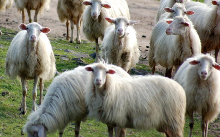Latte ovino, via libera a fondo nazionale. «Aiuto concreto per i nostri pastori» dice l’Assessore Murgia