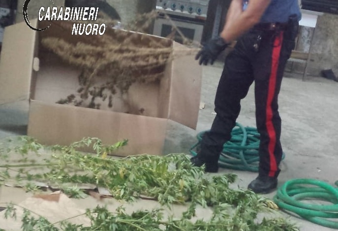 Tortolì, 40enne con la serra di marijuana in casa. Denunciato per coltivazione illegale al fini di spaccio