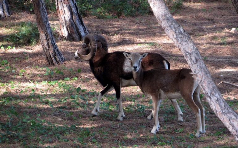 La foto. Particolari incontri in Ogliastra: due mufloni passeggiano sereni