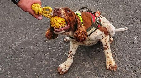 Il cane Diesel premiato come “Animale dell’anno”: salva le vite nei terremoti