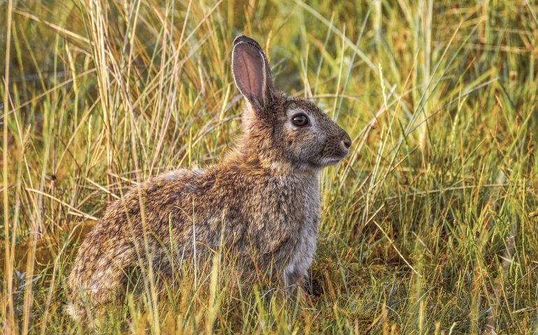 Calendario venatorio: il Tar sospende momentaneamente la caccia al coniglio in Sardegna