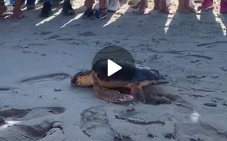 (VIDEO) Villasimius, la tartaruga Ambrosia ritorna in mare: era stata ferita gravemente da un amo
