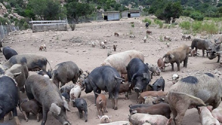 Peste suina, ripresi a Orgosolo gli abbattimenti di maiali senza proprietario