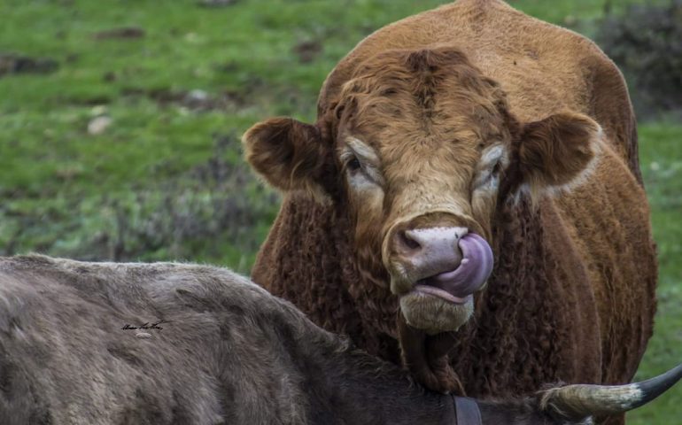 Le foto dei lettori. Istantanea rubata in campagna!