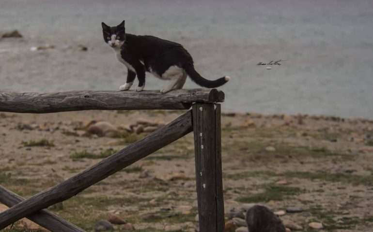 Le foto dei lettori. Bellezze ( feline) al bagno