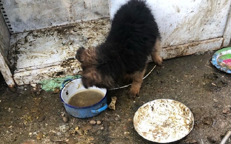 Legato in mezzo agli escrementi e con poca acqua: le guardie Anpana salvano un cucciolo a Bari Sardo