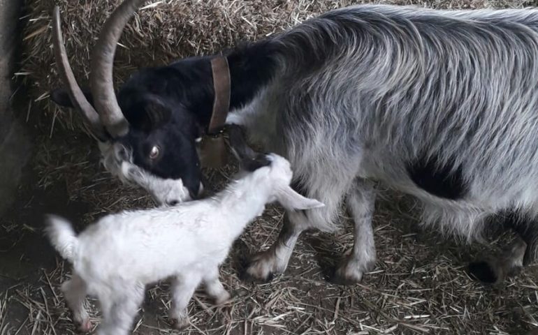 Le foto dei lettori. L’amore infinito della mamma nello scatto di Daniele Foddis