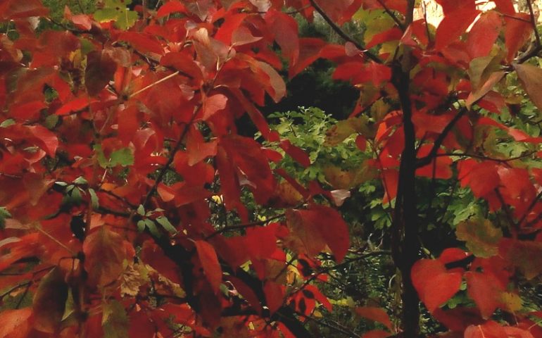 Le foto dei lettori. Rosso d’autunno a Ulassai: meraviglia nello scatto di Antonio Salis