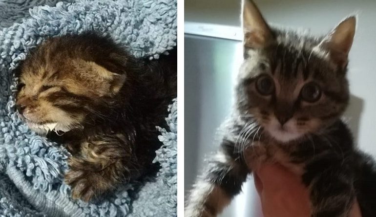 Jerzu, il gattino Rambo abbandonato e salvato da morte certa: dopo tre mesi è diventato grande e forte