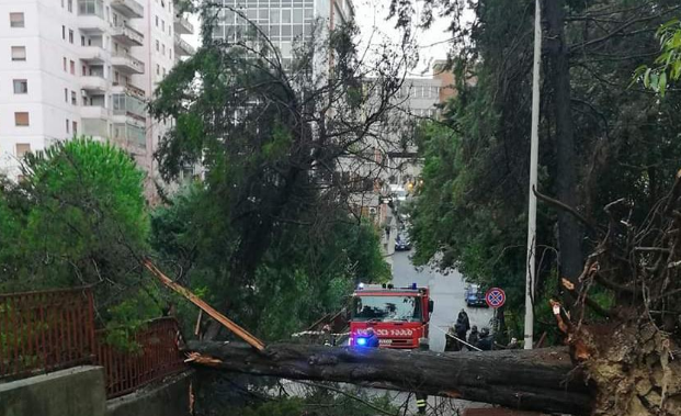 Maltempo. Un enorme albero crolla sulla strada: tragedia sfiorata a Sassari