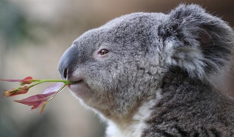 Australia: si cercano i koala dopo il devastante incendio, potrebbero esserne sopravvissuti pochissimi