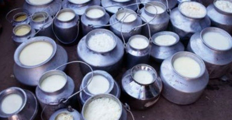 Vertenza latte, Assessore Murgia: «Serve un ente sardo per la pastorizia»
