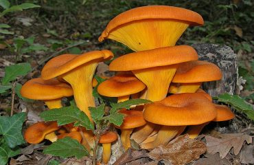 Omphalotus olearius-funghi-velenosi