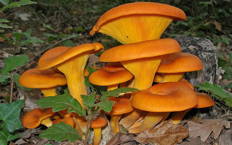 Omphalotus olearius-funghi-velenosi