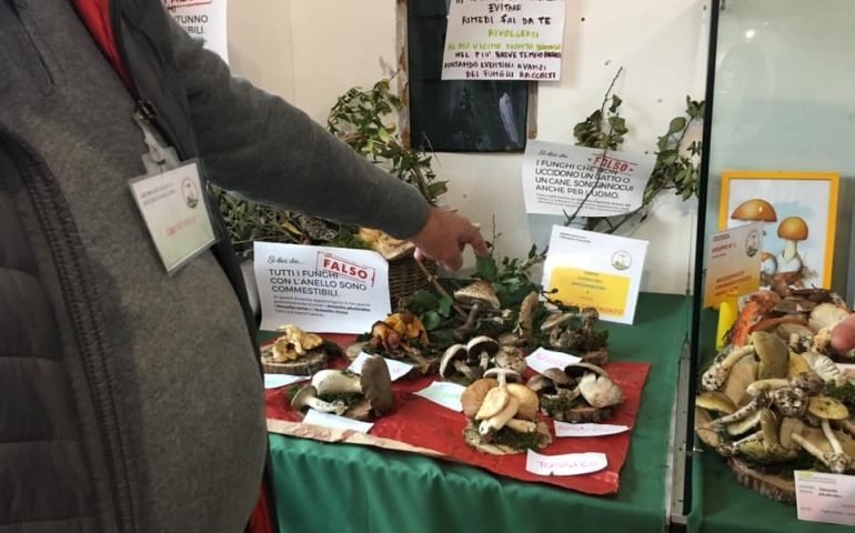 Funghi, bacche e frutti selvatici in mostra a Tortolì nella 5° Mostra micologica e botanica d’Ogliastra