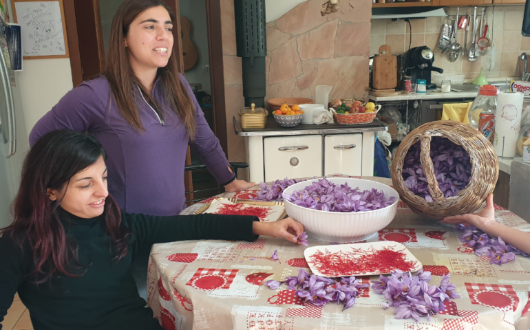 È tempo di raccogliere i fiori dello zafferano: la magia dell’oro rosso ogliastrino nell’azienda di Salvatore Marongiu e Nicola Angioi