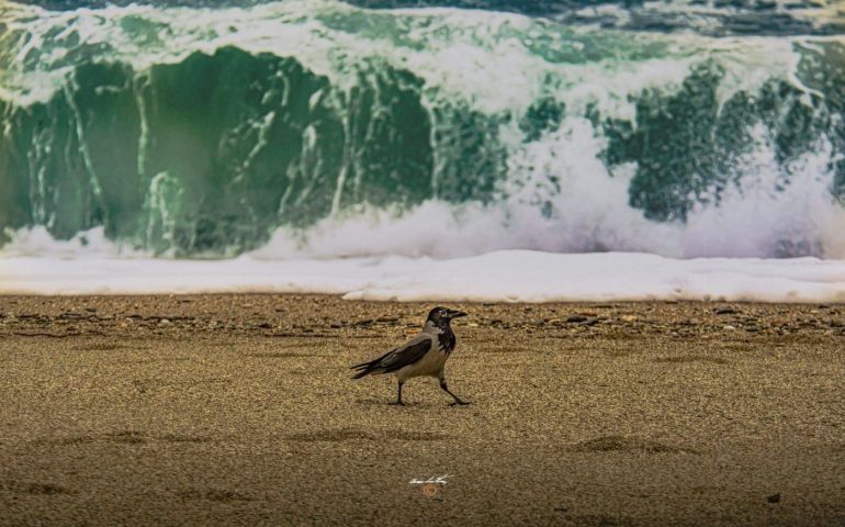 Le foto dei lettori. Uno degli scatti più belli del 2019: “La passeggiata”