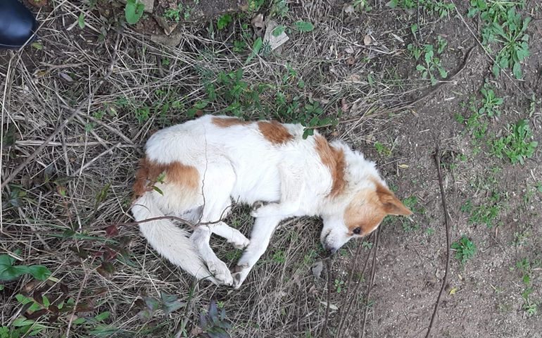 Parco La Sughereta: cagnolino ferito, abbandonato nel bosco, le guardie zoofile lo soccorrono