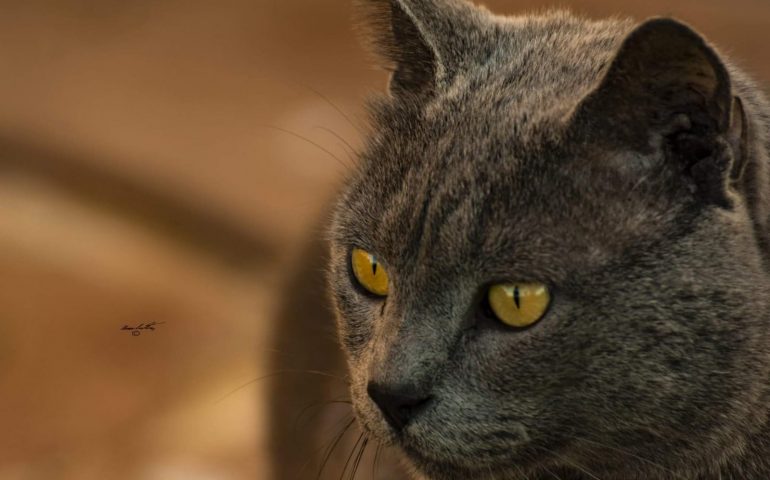 Le foto dei lettori. Sguardo felino: nello scatto di Cristian Mascia, la bellezza di un gatto