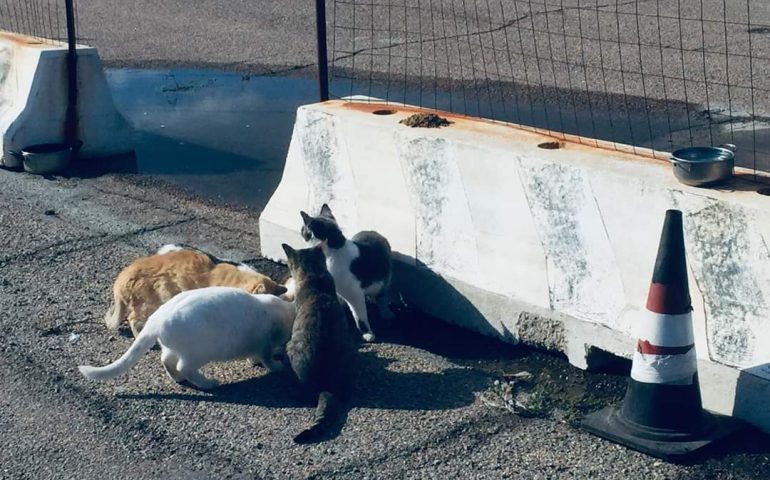 Arbatax, sette gatti della Colonia Felina morti avvelenati