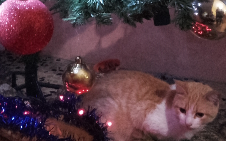 Le foto dei lettori. Sotto l’albero voglio starci anche io!