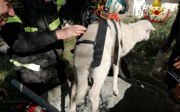 Maracalagonis: i Vigili del Fuoco salvano una pecora caduta in un pozzo