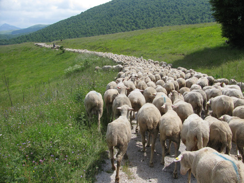 La transumanza proclamata patrimonio dell’Unesco. Coldiretti: “Buona notizia per i sardi”