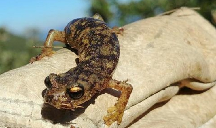 Curiosità. Una specie rara, antica e delicata quanto la nostra terra: il geotritone sardo