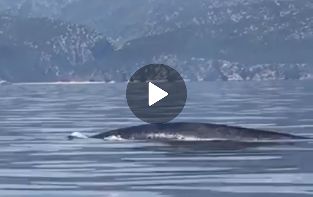 Video Balena Nuota Davanti A Cala Luna Cagliari Vistanet
