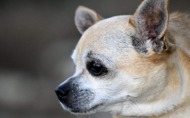 Cagliari, uccide il proprio cane a bastonate: denunciato un 21enne