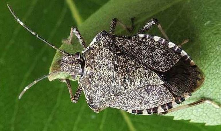 Allarme in Sardegna per la cimice asiatica. L’assessora all’agricoltura: “Presto tavolo di confronto”