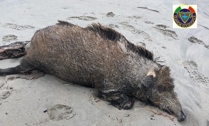 Spiaggia di Orrì, carcassa di cinghiale trovata adagiata sulla sabbia. Al via i controlli per la peste suina