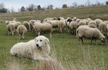 Risultato immagini per immagini di pastori che sparano