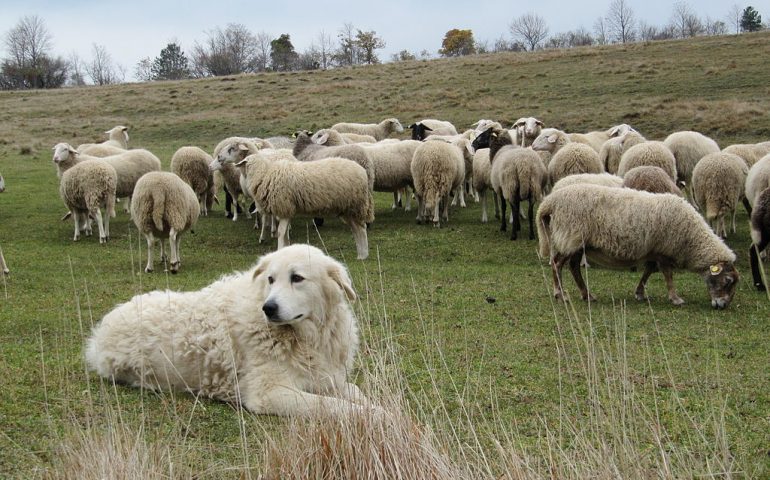 Spara al cane del vicino che aveva ucciso due suoi agnellini, accade ad Arbus