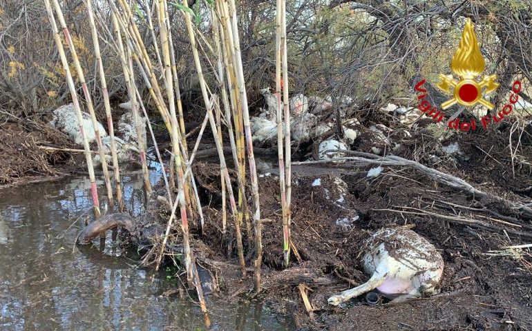 Nuorese. 80 pecore portate via dalla furia dell’acqua della diga: un giovane allevatore si salva per miracolo