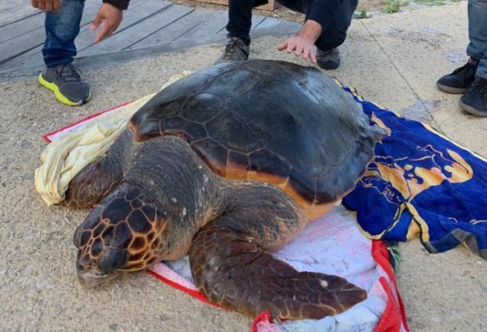 Asinara: la magnifica caretta caretta in difficoltà recuperata dai pescatori