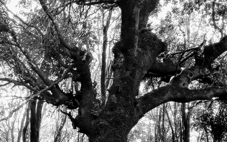 Le foto dei lettori. Il bosco secolare di Arzana nello scatto di Sebastiano Micheli