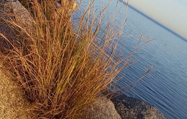 Le foto dei lettori. Scorci terteniesi nello scatto di Giuliana Corrias