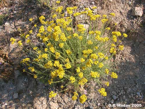 Salute e bellezza: l’Elicriso, “S’erba de Santa Maria”, profumo di Sardegna, l’aromatica dalle mille proprietà curative