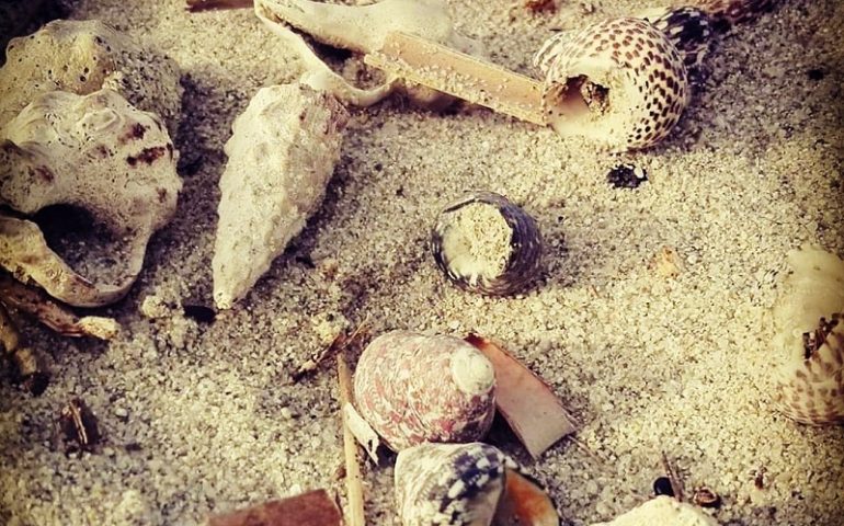 Le foto dei lettori. Sorprese nella spiaggia di Orrì: scatto di Donatella Loddo