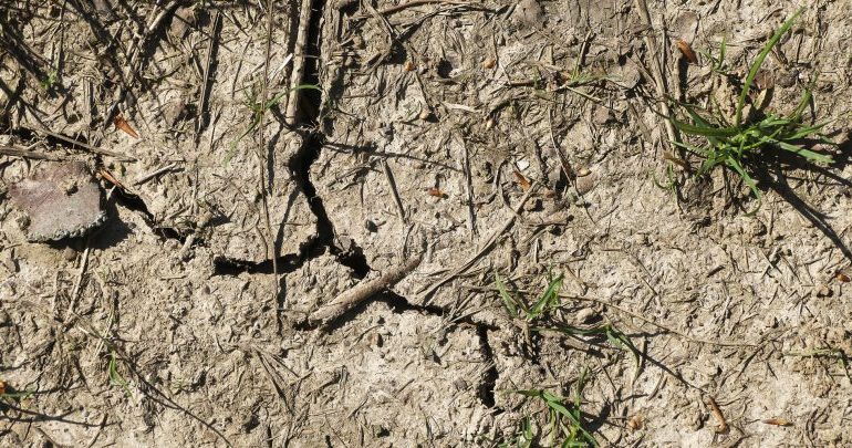 Nuovo clima danneggia l’agricoltura, tra campagne a secco e piante in fiore necessario agire