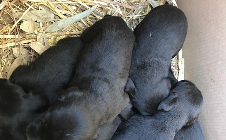 Cuccioli abbandonati per strada a Tortolì: ritrovati dentro una piccola scatola di cartone