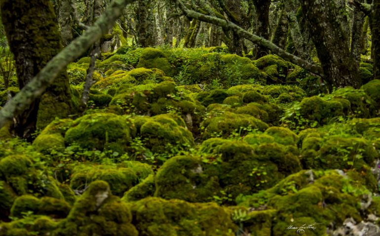 Ambiente, stanziati 300mila euro per la difesa fitosanitaria del patrimonio forestale