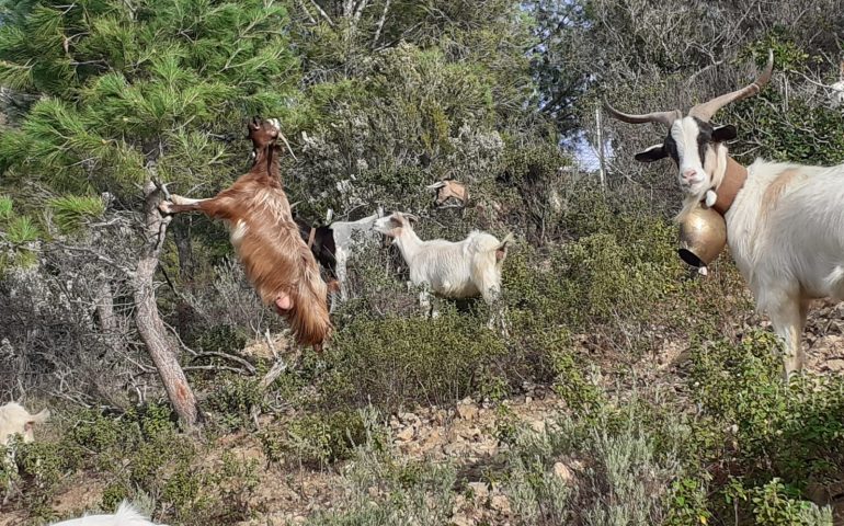 Le foto dei lettori. Simpatici incontri nelle campagne di Tertenia