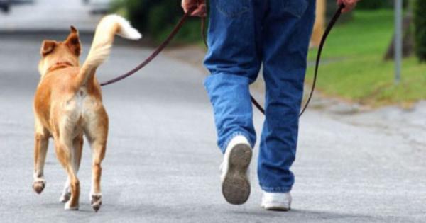 Con il cane in un altro Comune: «Devo portarlo a passeggiare». Donna multata a Viareggio