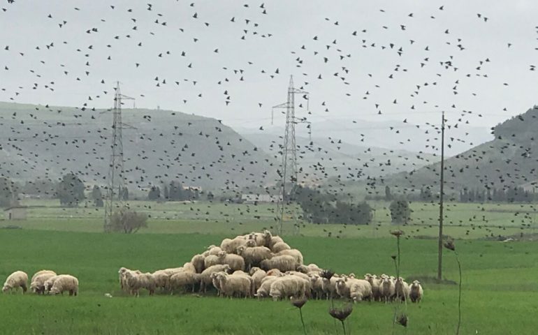 Monti di pecore tra stormi d’uccelli. Lo scatto curioso di Maria Luigia Canu