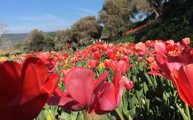 Tulipani in Sardegna riapre le sue porte: a Turri il più grande vivaio a cielo aperto dell’Isola