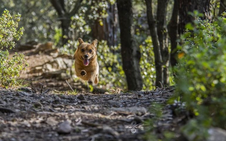 Le foto dei lettori. Presto correremo verso la normalità…per ora stiamo a casa!